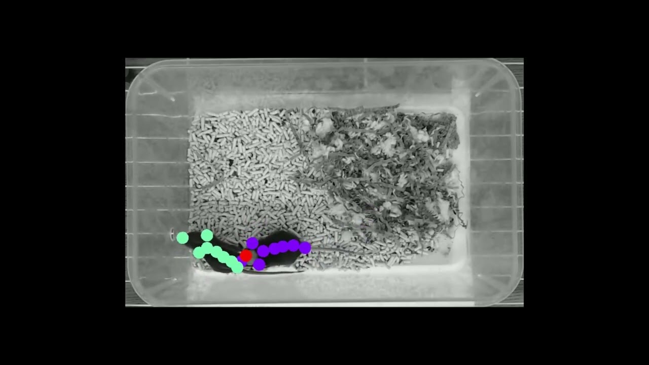 DeepLabCut Multi-Animal Project - Identity Switch due to Animals Overlapping