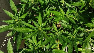 #organic #outdoor cannabis #grow 🍒🎼 Week 2 Flower 🌼 Fingers Crossed 🤞🏿