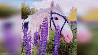 Видео: Небольшая нарезка про лошадей/A small video clip about horses