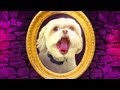 DOG LOOKS IN THE MIRROR!!