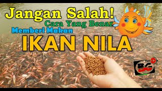 Cara Yang Benar Memberi Makan Ikan Nila