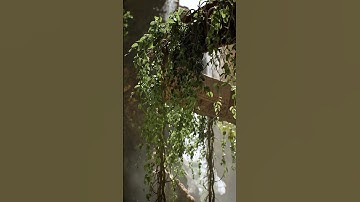 Broom Creeper | Megascans