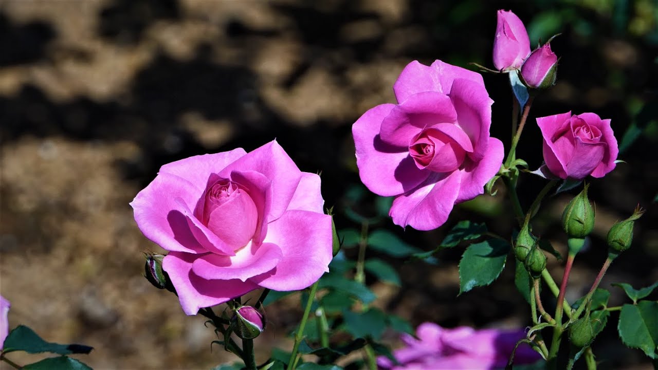 ちょっと早いかな 秋バラ 神代植物公園21 Was It A Little Early Autumn Roses At Jindai Botanical Garden 21 Youtube