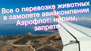 Все о перевозке животных в самолете авиакомпании Аэрофлот: нормы, запреты