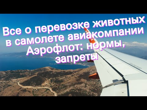 Видео: Исследование: мальформация Киари может быть уменьшена при кросс-разведении