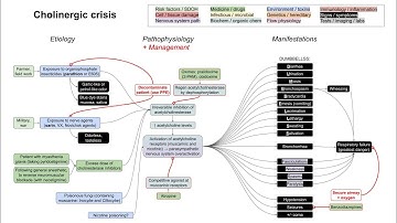 Cholinergic crisis, organophosphate poisoning (mechanism of disease)