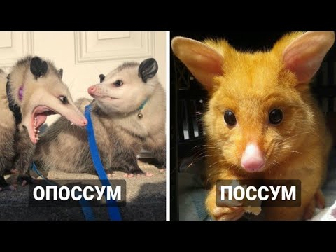 Поссум или опоссум теперь вы их точно не перепутаете