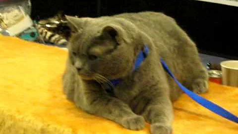 Video 5381881: chartreux, cfa international cat show