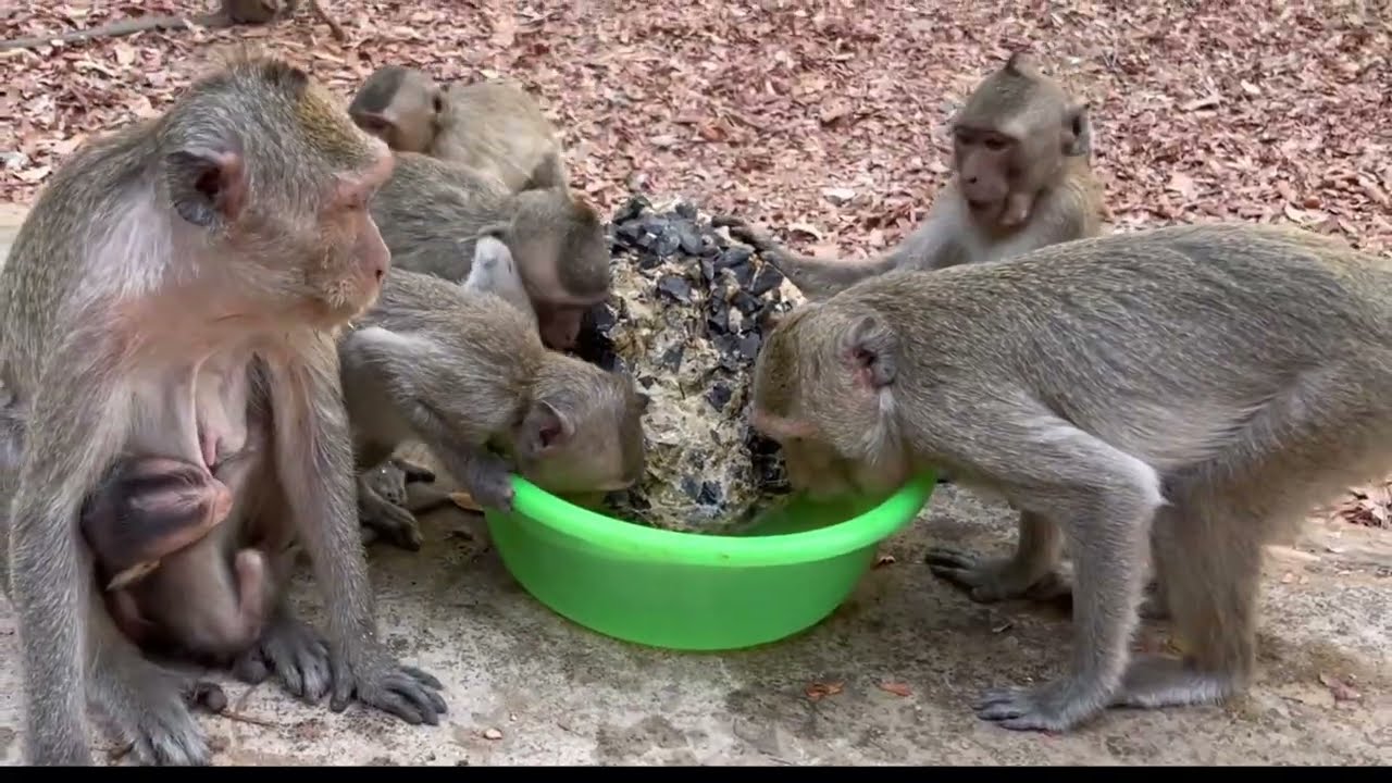 So Thirsty! Watch These Monkeys Drink Water with Joy