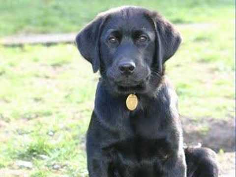 Yates - Guide Dog Puppy