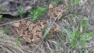 Field Herping the Midwest: Episode 2  Wisconsin Timber Rattlesnake (Crotalus horridus)