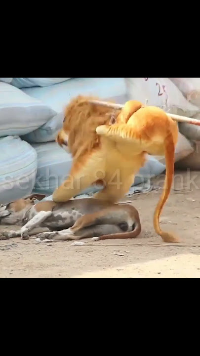 Fake lion prank dog funny#short