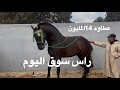 جدع فين حروف زين ثمن الخيول من سوق الثلاثاء الخميسات بتاريخ 12 5 2026 عيد الأضحى 