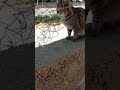Январский дикий кот. Wild January cat. Gatos graciosos. Lustige katzen. Kucing lucu. 逗猫