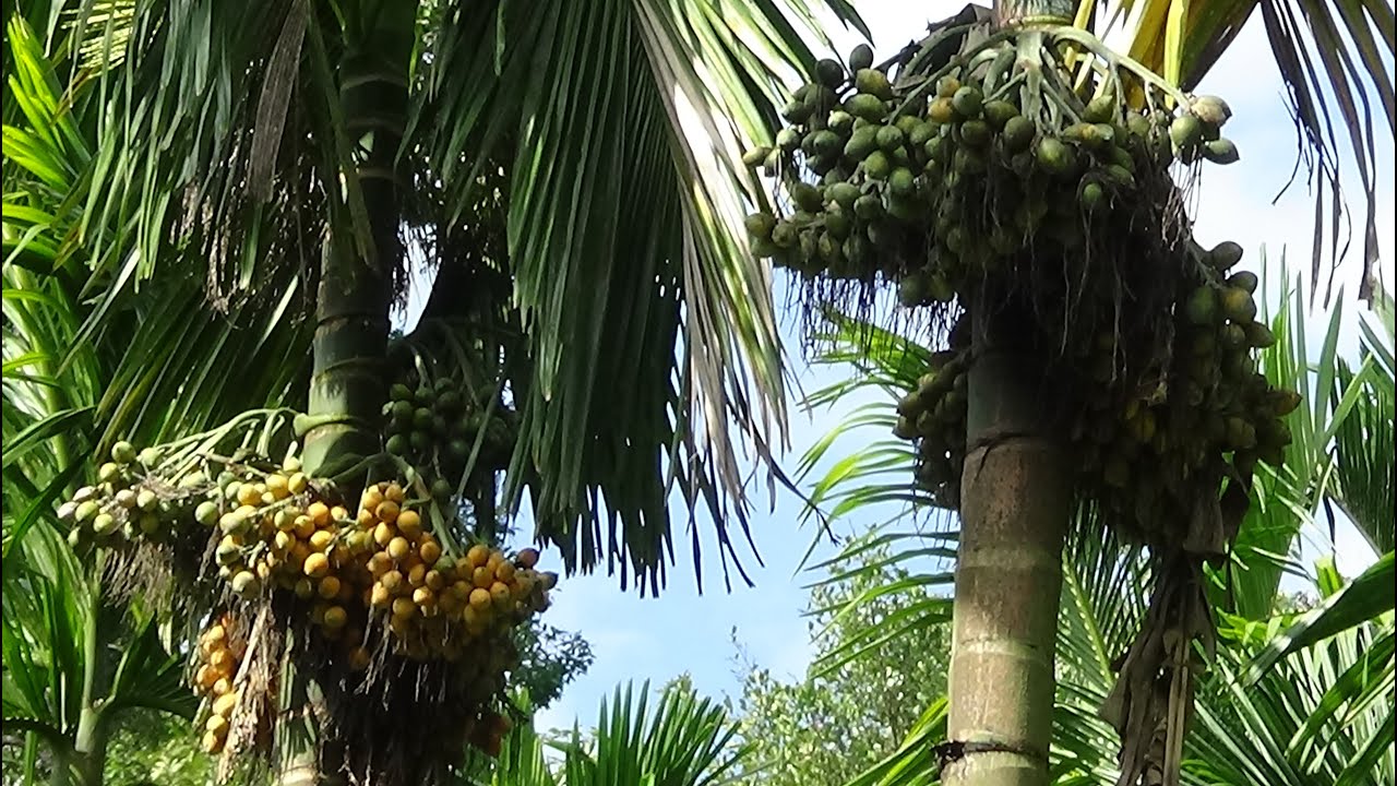 INTER MANGALA ARECANUT Farm at Madavu - YouTube