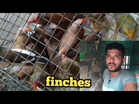 pet store exotic finches care in rainy season