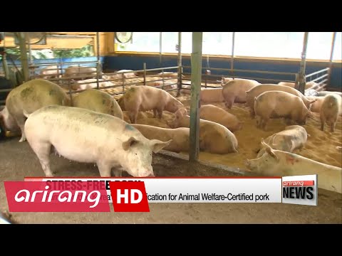한국의 &rsquo;동물 복지 농장&rsquo;은 돼지에게 생물의 편안함을 제공한다
