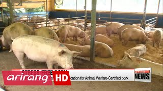 Korean 'animal welfare farm' provides pigs with creature comforts