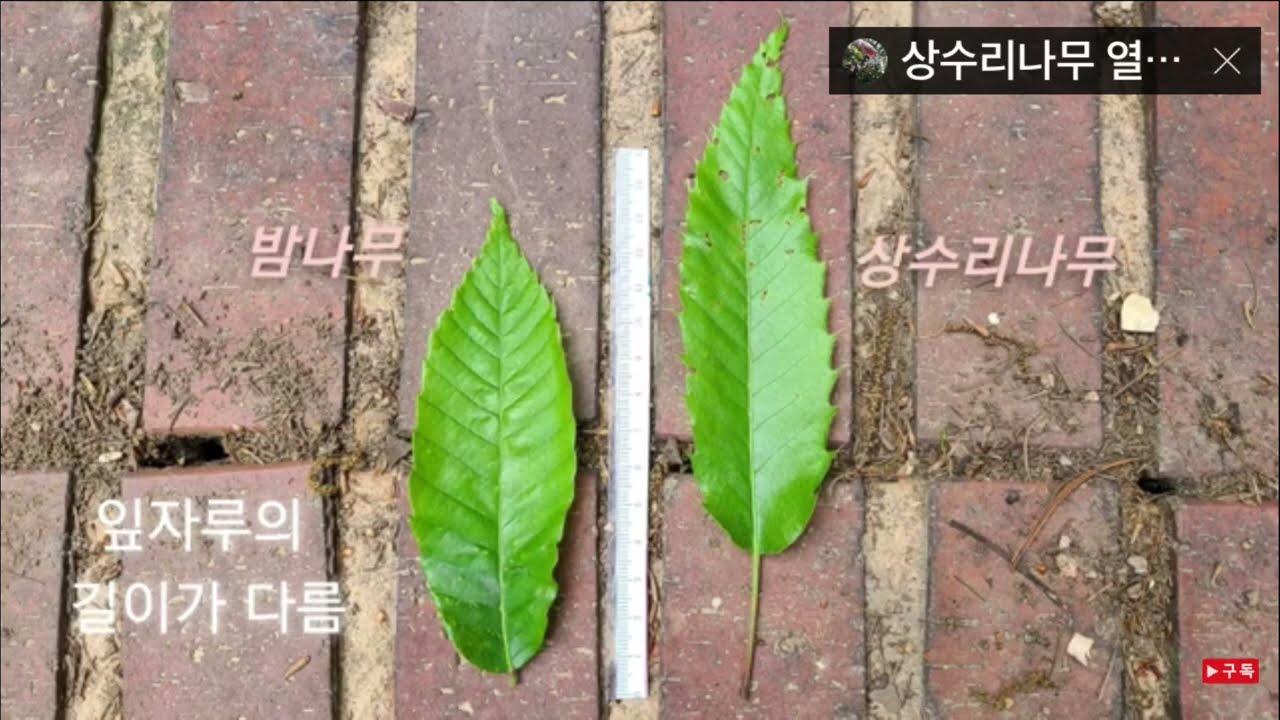 밤나무 상수리나무 굴참나무 비교