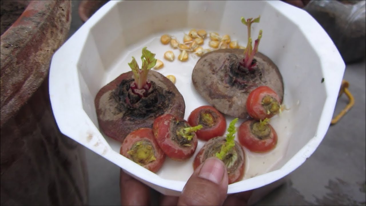 How to Grow Vegetables from Kitchen Scraps YouTube