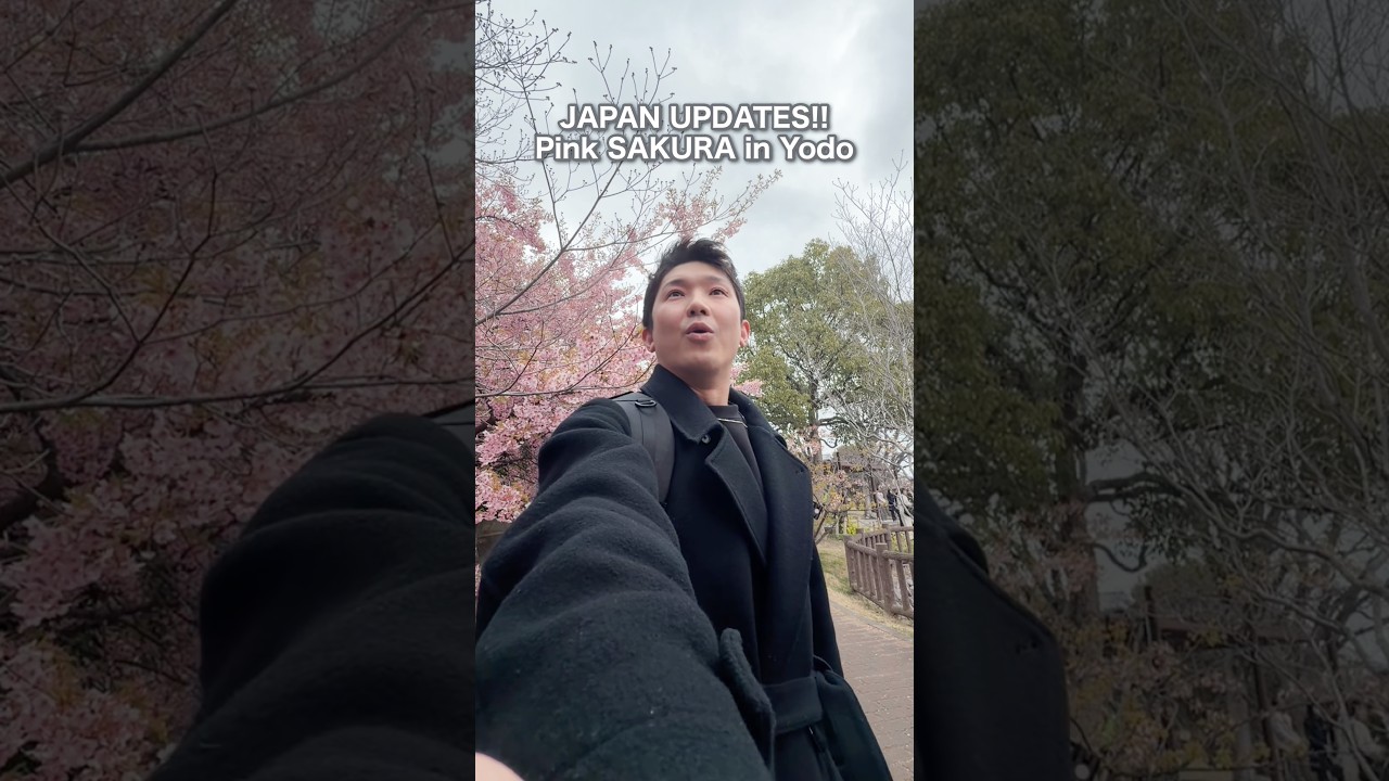 SAKURA IS ALREADY BLOOMING IN KYOTO! 🌸 (March 2026)