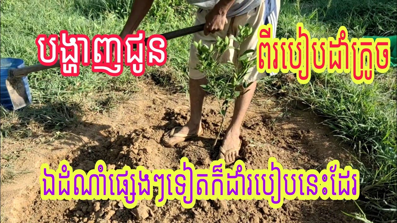 #សំខាន់ណាស់: បង្ហាញជូនពីរបៀបដាំក្រូចនិងដំណាំផ្សេងៗទៀតក៏ដាំបែបនេះដែរ