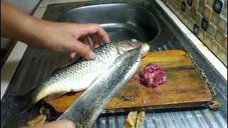 cara membersihkan ikan mas di belah punggung!!!!belah lebar