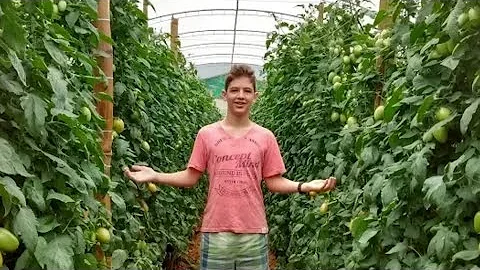 Como preparar vaso para plantar tomate?