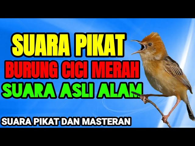 SUARA PIKAT BURUNG CICI MERAH ASLI ALAM class=