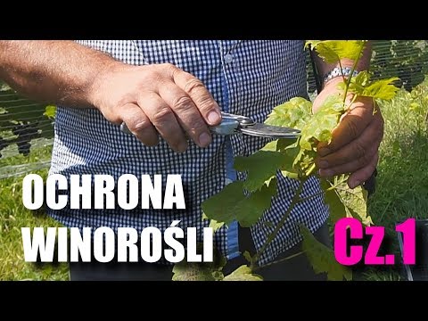 Wideo: Leczenie Winogron Przed Chorobami I Szkodnikami W Czerwcu: Jak Iz Czym Leczy Winogrona Przed I Po Kwitnieniu? Najlepsze środki Zaradcze