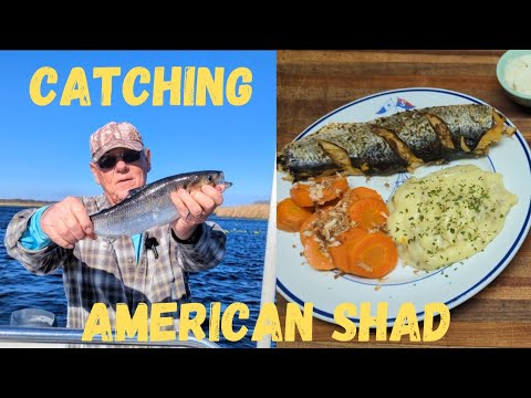 American Shad, Catch And Cook 