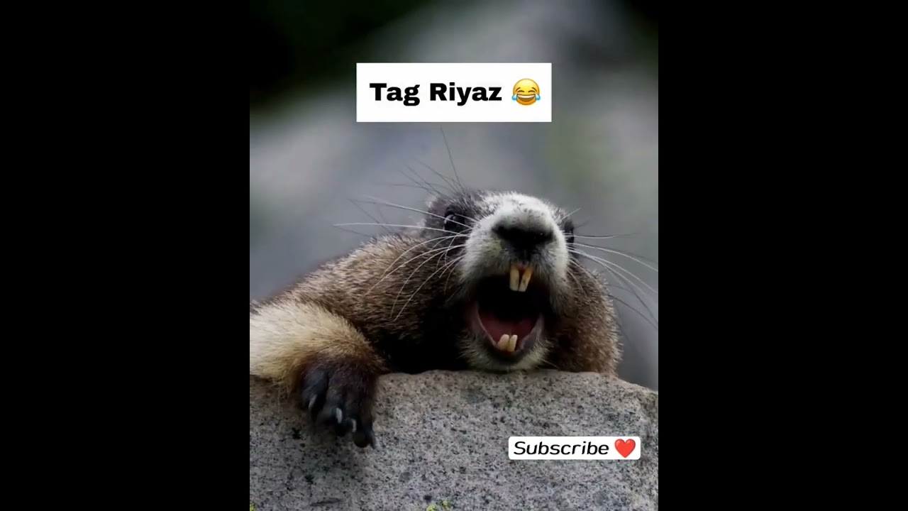 Tag Riyaz
