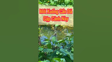 Câu Cá Rô Đồng - Mới Xuống Cần Đã Gặp Cảnh Này #26 - Hoàng Trúc fishing #shorts