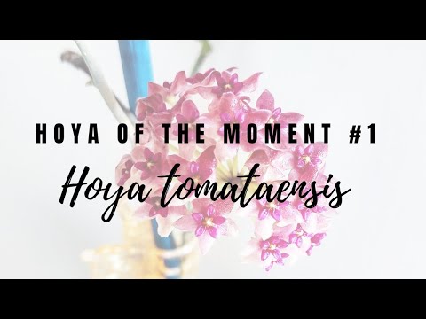 Video: Hoya Cog