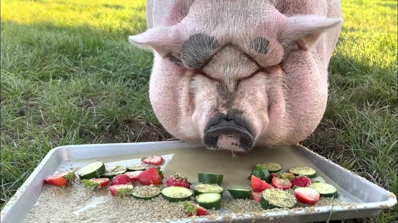 Rescue Pig Dinner with Paulie Walnuts! YouTube