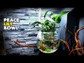 Aquascape tutorial peace lily bowl aquarium how to step by step planted tank guide