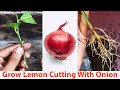 Grow Lemon Cutting With Onion | Natural Rooting Hormone