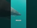 Are You Ready to Meet the Ocean’s Most Fearsome Predator?