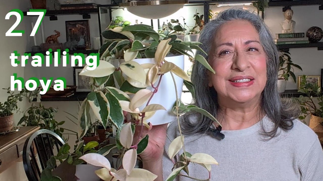 “27 Stunning Trailing Hoyas You’ll Want in Your Collection!”🌿Part 1