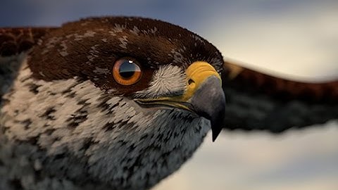 3d Arabian falcon with maya and xgen