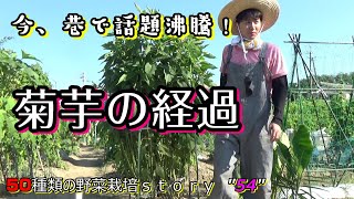 【家庭菜園】　今、巷で話題沸騰中の菊芋栽培の経過！！＜中耕・土寄せ・剪定・追肥・誘引＞