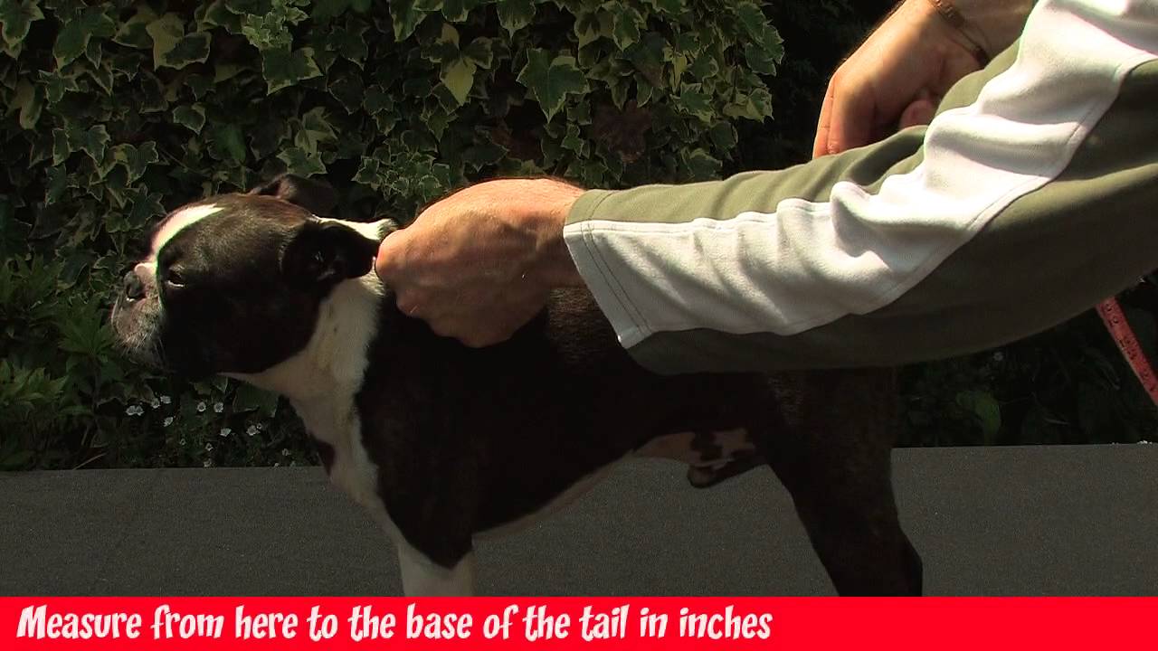 Dog Coats From snugglezzz - How to Measure Your Dog