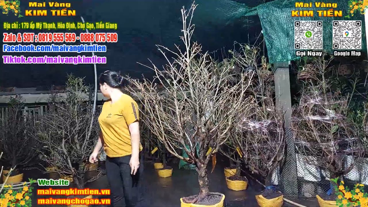 Phôi Mai Thủ Đức Giá Rẻ Bao Ship Bao Sống Toàn Quốc - Mai Vàng Kim Tiền Chợ Gạo