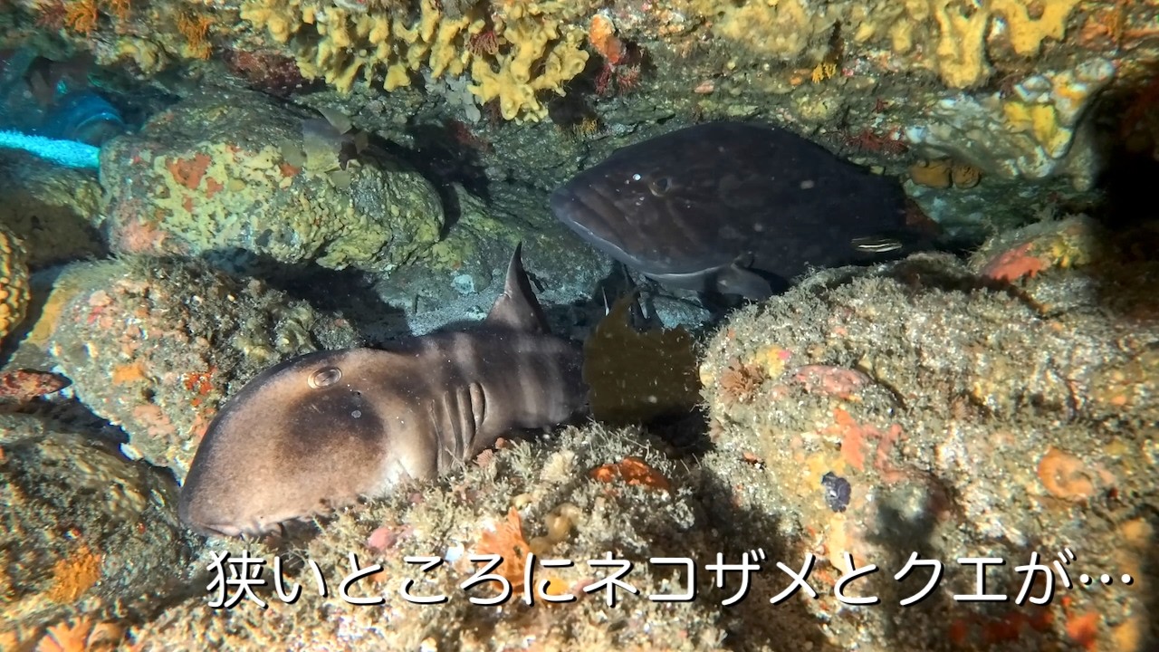 狭いところにネコザメとクエが 館山 西川名 202605b【4K】 - YouTube