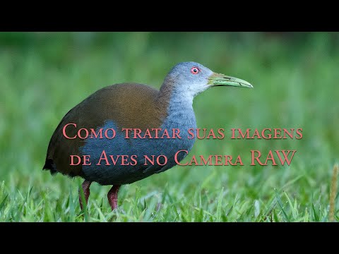 Tratamento de Imagens de Aves