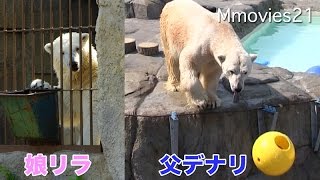 Polar Bears デナリとリラの名場面 父娘のやりとりが楽し過ぎる