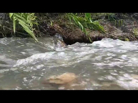 Purest Sounds of Water , Relaxing River Running Water Peaceful Sleep