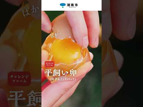 【滋賀県湖南市】キャンプ飯＆アイテム５選②【説明欄へ】＃平飼い卵＃濃厚