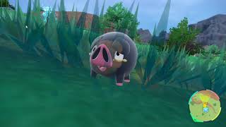 Lets Evolve Lechonk Pokemon Scarlet