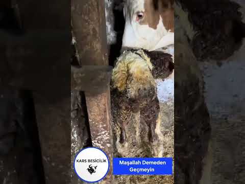 Maşallah Demeden Geçmeyin #angus #simental #şarole #buzağı